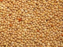 Закупаем просо жёлтое, белое, красное, чёрное.