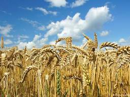 Закупаем пшеницу