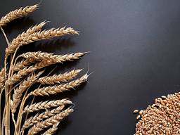 Закупаем Пшеницу 2-3 класс