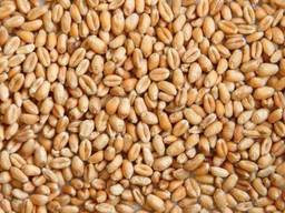 Закупаем пшеницу, ячмень самовывоз