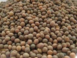 Закупаем Вику дорого, самовывоз.