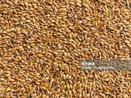 Закупаем ячмень по хорошей цене