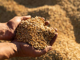 Закупаем ярый ячмень по хорошей цене