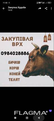 Закупівля корів коней