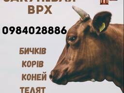 Закупівля корів коней