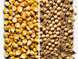 Закупівля некондиційної кукурудзи та половинок сої.