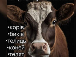 Закупівля ВРХ