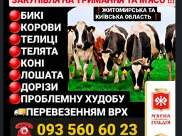 Закупівля врх корови бичкі коні лежачу та проблемну худобу