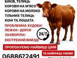 Закупівля ВРХ на м’ясо та на утримання - фото 1