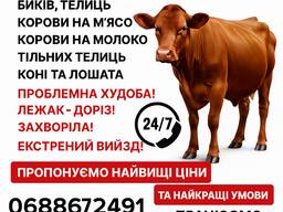 Закупівля ВРХ на м’ясо та на утримання