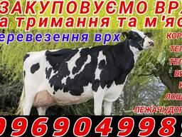 Закупiвля врх на тримання та М'ясо корови телиці телята бичкі коні лошата