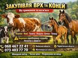 Закупівля ВРХ на мʼясо та на тримання - фото 1