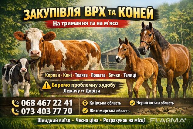 Закупівля ВРХ на мʼясо та на тримання