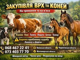 Закупівля ВРХ на мʼясо та на тримання