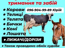 Закупівля Врх Житомирська Київська обл