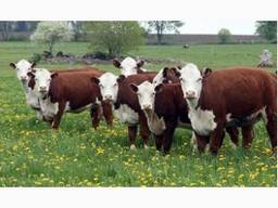 Закупка крупного рогатого скота