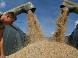 Закупка зерна, семян, бобовых и по. Предлагаем сотрудничество с европейской компанией с пр