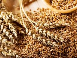 Закуповуємо пшеницю по Черкаській області