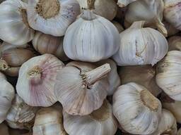 Закуповуємо часник