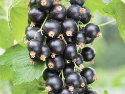 Закуповуємо чорну смородину net/ua/board/m-575144/zakupovuyemo-chornu-smo