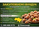 Закуповуємо фундук (в шкаралупі та чищений) - фото 1