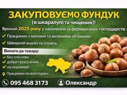 Закуповуємо фундук (в шкаралупі та чищений)