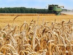 Закуповуємо зернові культури