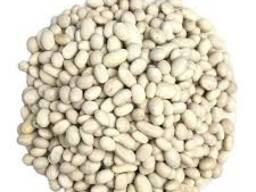 Закуповуємо квасолю оптом на консервування