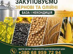 Закуповуємо с. г продукцію. База, некондиція