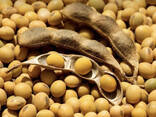 Закуповуємо Сою ГМО - фото 1