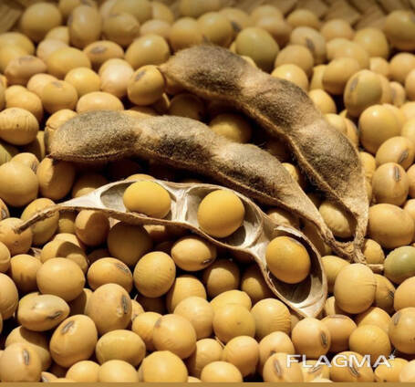 Закуповуємо Сою ГМО