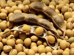 Закуповуємо Сою ГМО