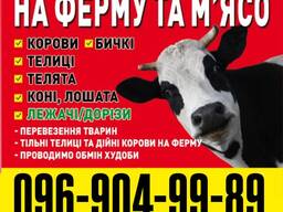 Закуповуємо ВРХ на ферму та Мясо Корови Телиці Телята Бичкі Коні Лошата ЛЕЖАЧІ