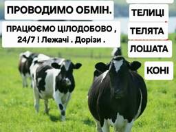 Закуповуємо ВРХ . На М'ясо Та На Тримання. Корова. Коні. Телиці. Телята. Бички.
