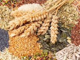 Закуповуємо зернові культури