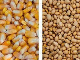 Закуповую кукурудзу биту, некондиційну, половинки сої