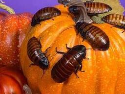 Замороженный мадагаскарский таракан крупный питательный корм для рептилий, птиц и. ..