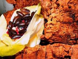 Замороженные мраморные тараканы 1.5-2 см кормовые насекомые для рептилий, пауков, птиц. ..