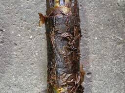 Вал переднего хода на дизель 3Д6 в Одесса, Николаев, Измаил, Киев, Днепр, Львов, Полтава