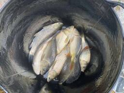 Зарыбок короп білий амур Карась 300 грами.