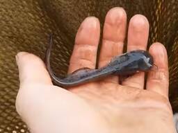 Зарыбление мальком сома.