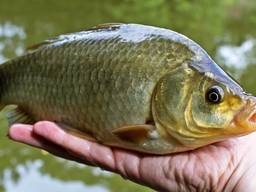 Зарыбление мальком в сентябре