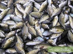 Зарыбок карпа