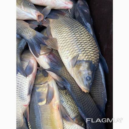 Зарыбок карпа