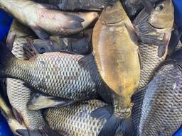 Зарибок короп, товстолоб