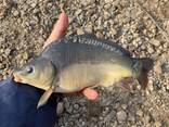 Зарибок коропа - фото 2