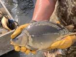 Зарибок коропа - фото 3