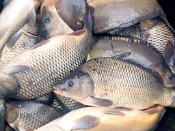 Зарибок, мальок