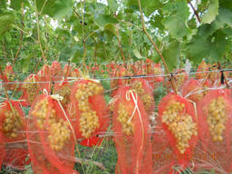 Защитный мешочек для винограда от ос