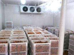 Зберігання ягоди, холодильні камери охолодження та заморозки